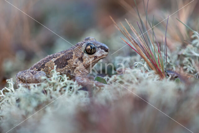 Common Spadefoot Toad (Pelobates fuscus)