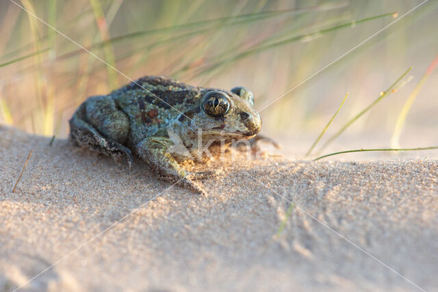 Common Spadefoot Toad (Pelobates fuscus)