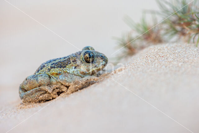 Common Spadefoot Toad (Pelobates fuscus)