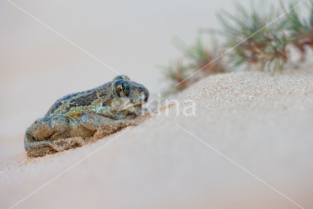 Common Spadefoot Toad (Pelobates fuscus)