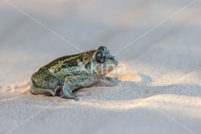 Common Spadefoot Toad (Pelobates fuscus)