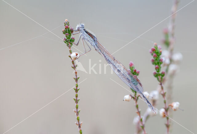 Brown Emerald Damselfly (Sympecma fusca)