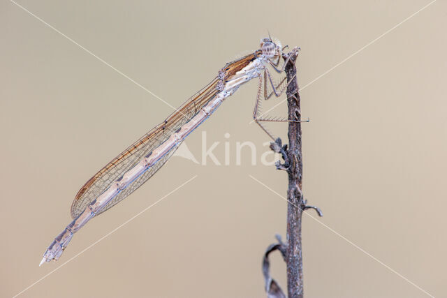 Brown Emerald Damselfly (Sympecma fusca)