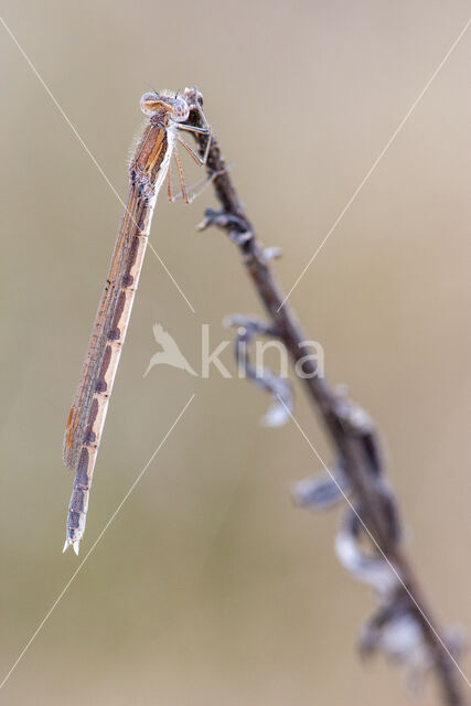 Brown Emerald Damselfly (Sympecma fusca)