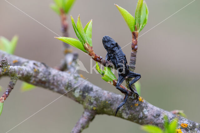 Klapekster (Lanius excubitor)