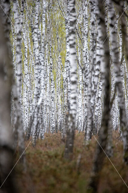 Ruwe berk (Betula pendula)