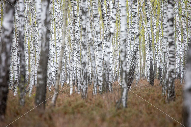 Ruwe berk (Betula pendula)