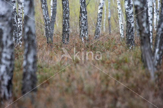 Ruwe berk (Betula pendula)