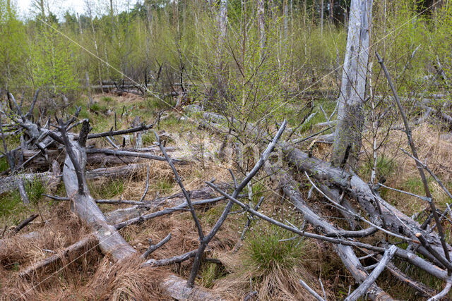 Ruwe berk (Betula pendula)