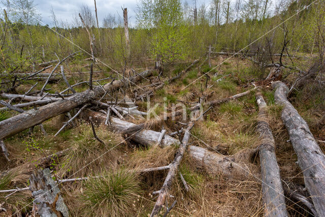 Silver Birch (Betula pendula)