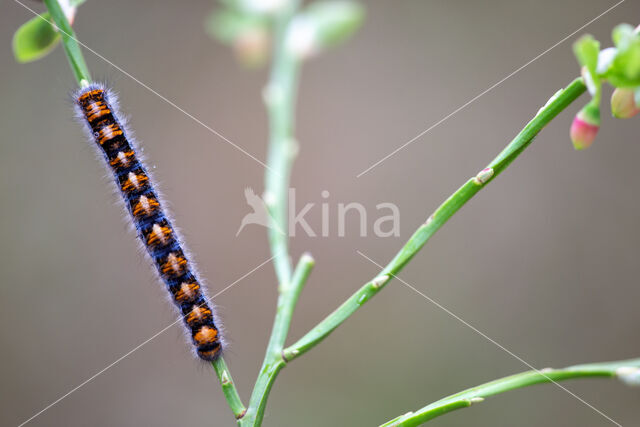 Northern Eggar (Lasiocampa quercus)