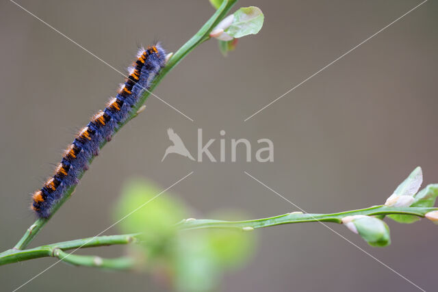 Hageheld (Lasiocampa quercus)