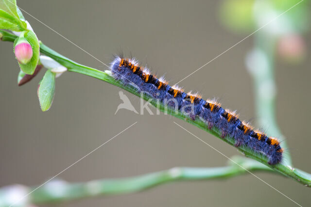 Northern Eggar (Lasiocampa quercus)