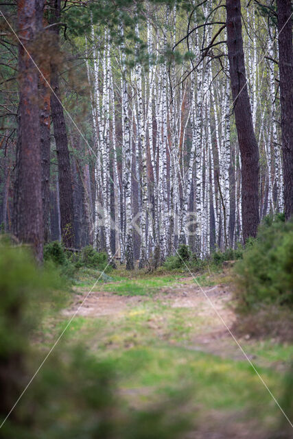 Ruwe berk (Betula pendula)