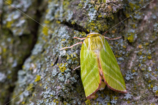 Green Silver-lines (Pseudoips prasinana)