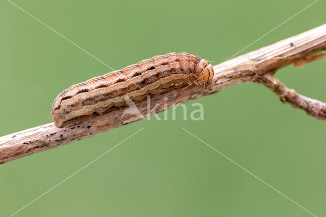 Square-spot Rustic (Xestia xanthographa)