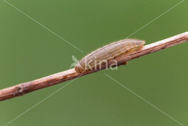 Ringlet (Aphantopus hyperantus)