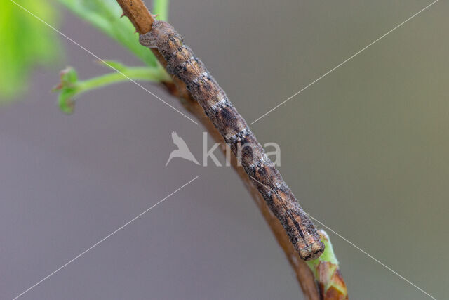 Variabele spikkelspanner (Alcis repandata)