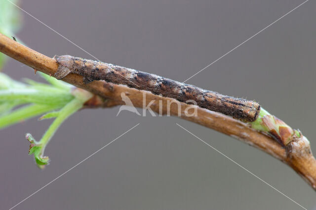 Variabele spikkelspanner (Alcis repandata)