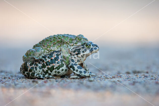 Groene pad (Bufo viridis)