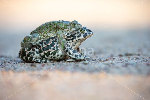 Groene pad (Bufo viridis)