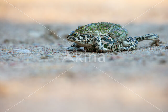 Groene pad (Bufo viridis)