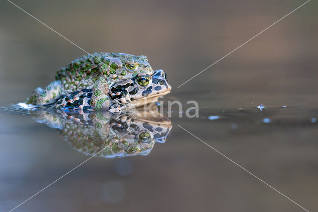 Groene pad (Bufo viridis)