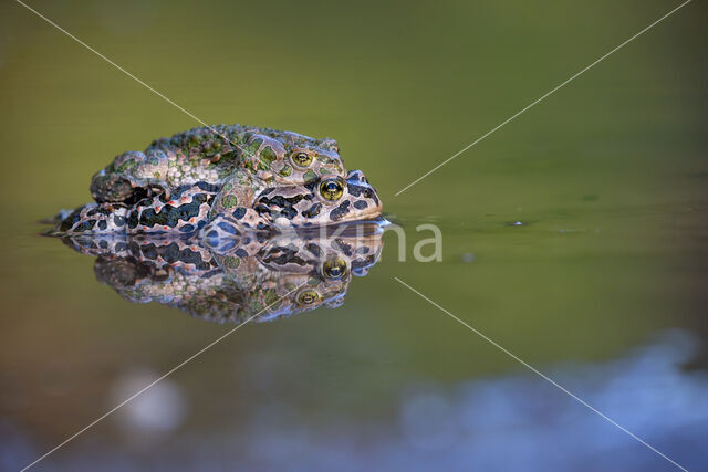 Groene pad (Bufo viridis)