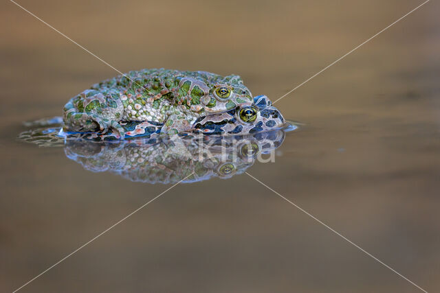 Groene pad (Bufo viridis)