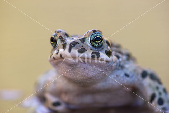 Groene pad (Bufo viridis)