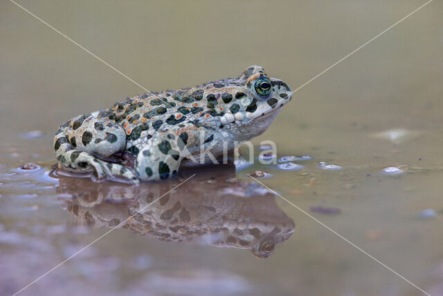 Groene pad (Bufo viridis)