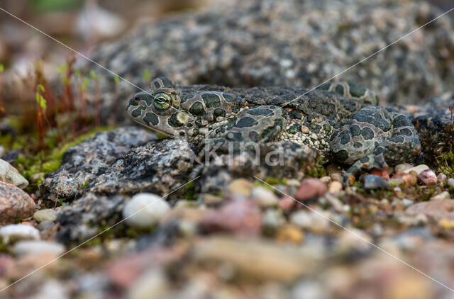 Groene pad (Bufo viridis)