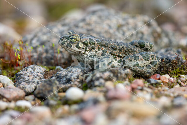 Groene pad (Bufo viridis)