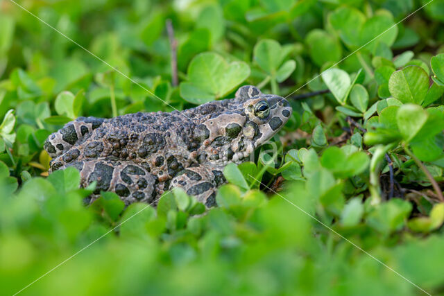 Green toad (Bufo viridis)