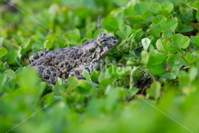 Groene pad (Bufo viridis)