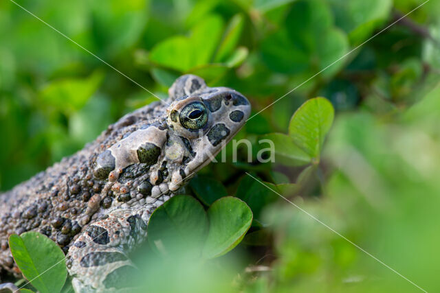 Groene pad (Bufo viridis)