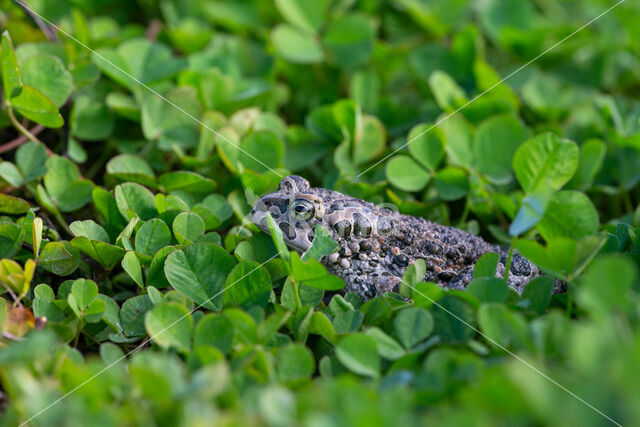 Groene pad (Bufo viridis)