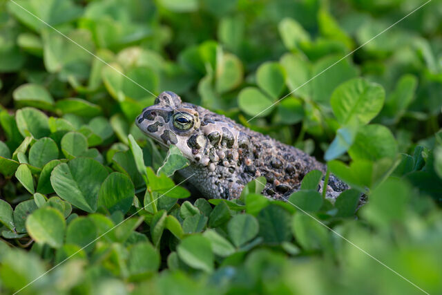 Groene pad (Bufo viridis)