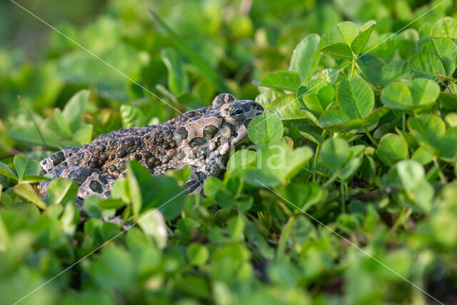 Groene pad (Bufo viridis)