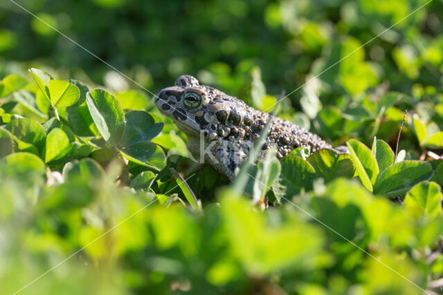 Groene pad (Bufo viridis)