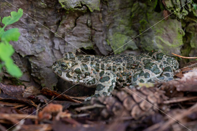 Groene pad (Bufo viridis)