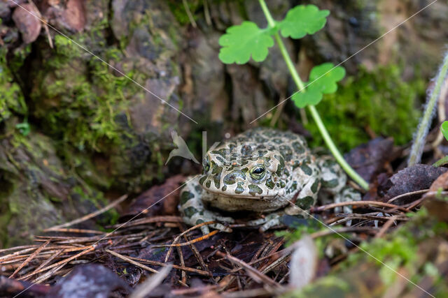 Groene pad (Bufo viridis)