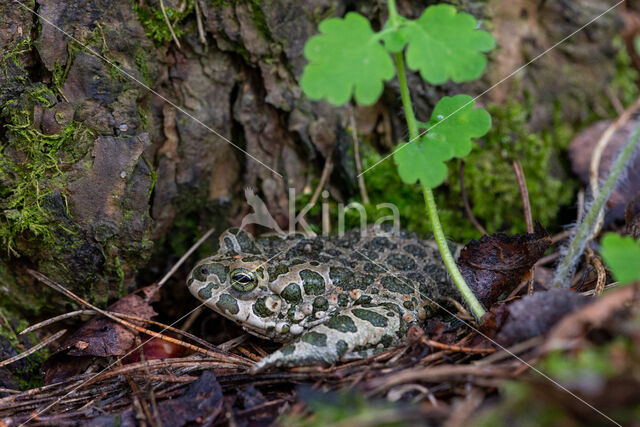 Green toad (Bufo viridis)