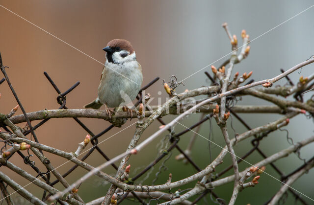 Eurasian Tree Sparrow (Passer montanus)