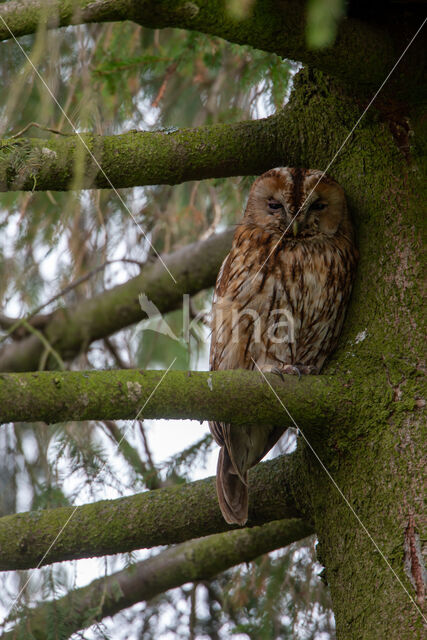 Tawny Owl (Strix aluco)