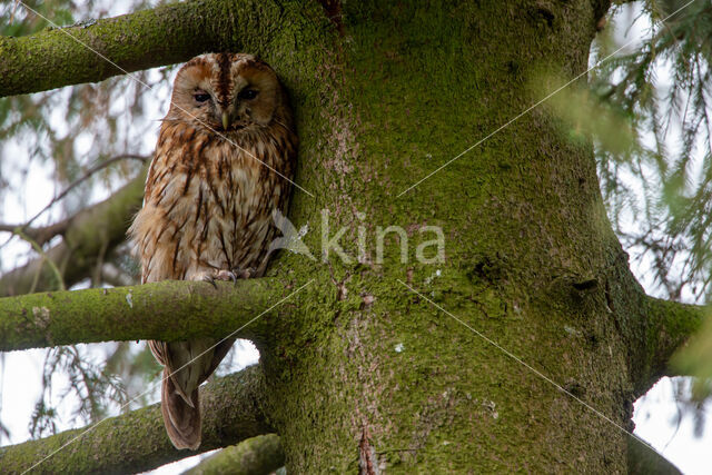 Bosuil (Strix aluco)