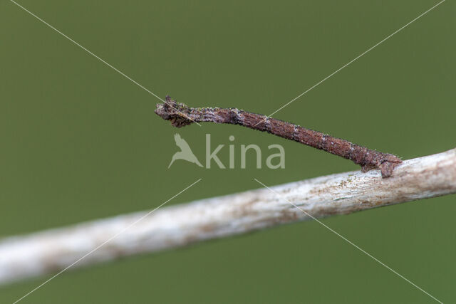 Common Emerald (Hemithea aestivaria)