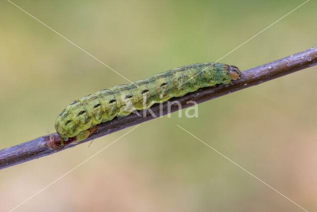 Large Yellow Underwing (Noctua pronuba)