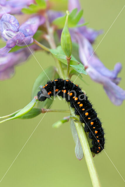 Zwarte apollovlinder (Parnassius mnemosyne)