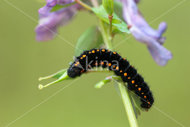 Zwarte apollovlinder (Parnassius mnemosyne)